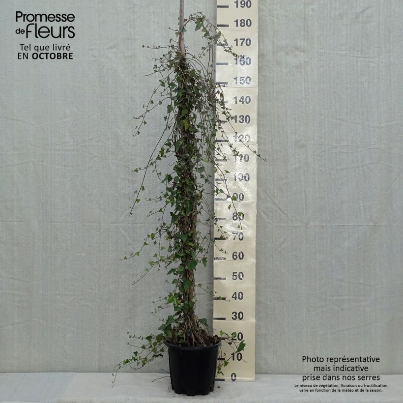 Spécimen de Lierre commun - Hedera helix Pot de 4L/5L tel que livré en automne