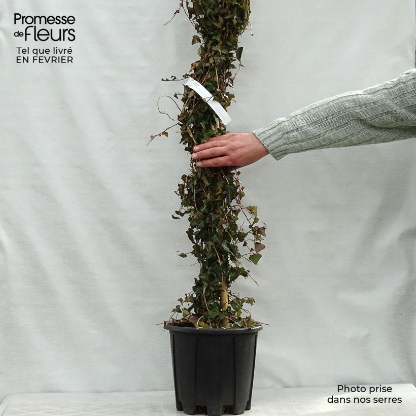 Spécimen de Lierre commun - Hedera helix Pot de 4L/5L tel que livré en hiver