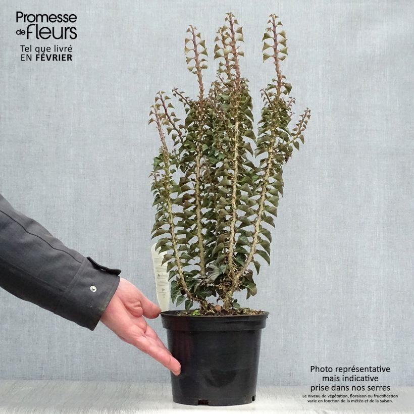 Spécimen de Lierre commun arbustif - Hedera helix Erecta Pot de 2L/3L tel que livré en hiver