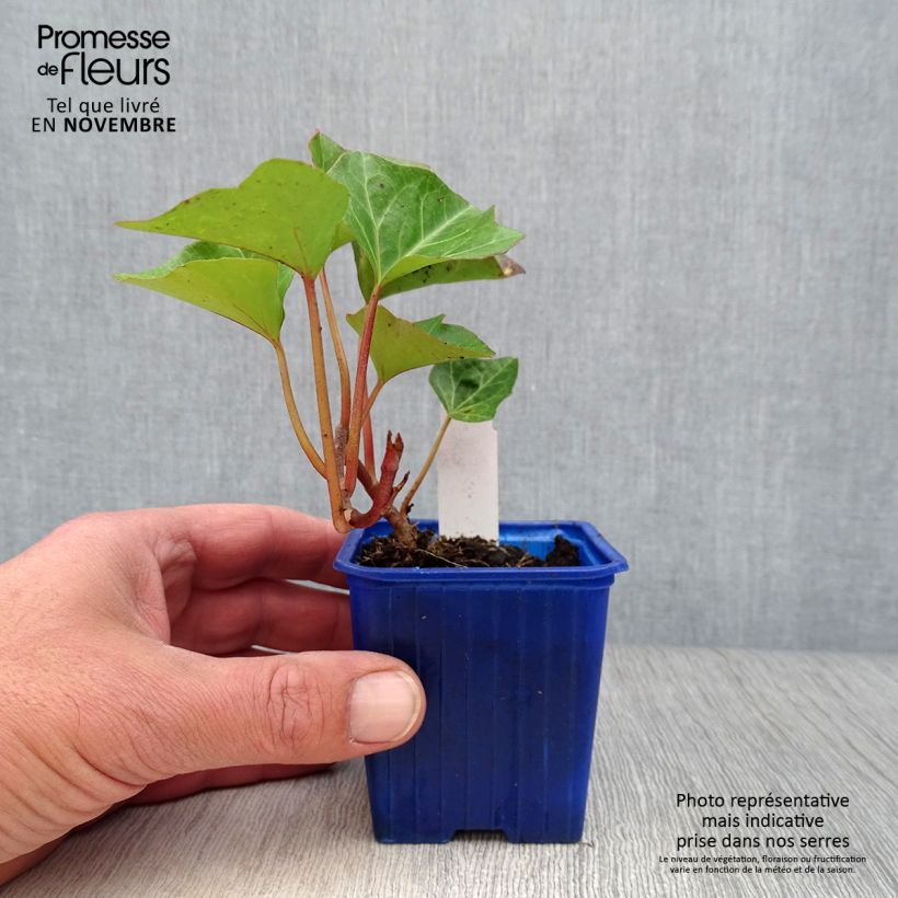 Spécimen de Lierre couvre-sol - Hedera Algerian Bellecour Godet de 7/8 cm tel que livré en automne