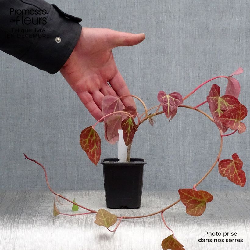 Spécimen de Lierre couvre-sol Hedera Algerian Bellecour® Godet de 7/8 cm tel que livré en hiver