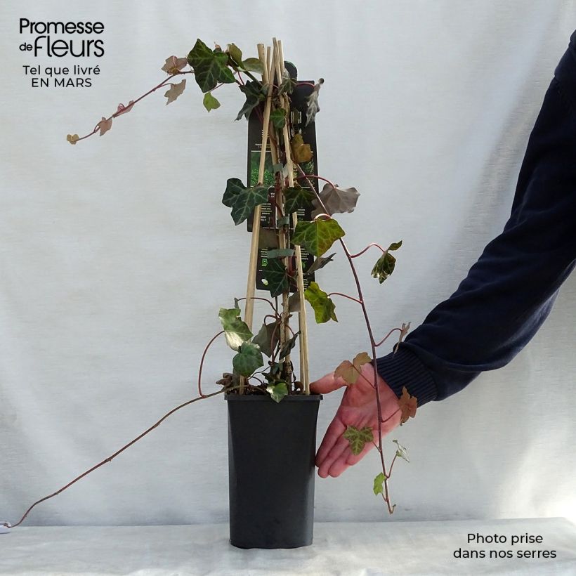 Spécimen de Lierre d'Irlande - Hedera hibernica Pot de 1L/1,5L tel que livré au printemps
