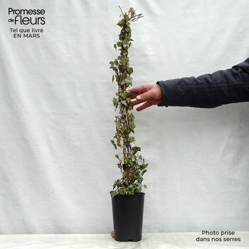 Spécimen de Lierre d'ornement - Hedera helix Kolibri Pot de 2L/3L tel que livré au printemps