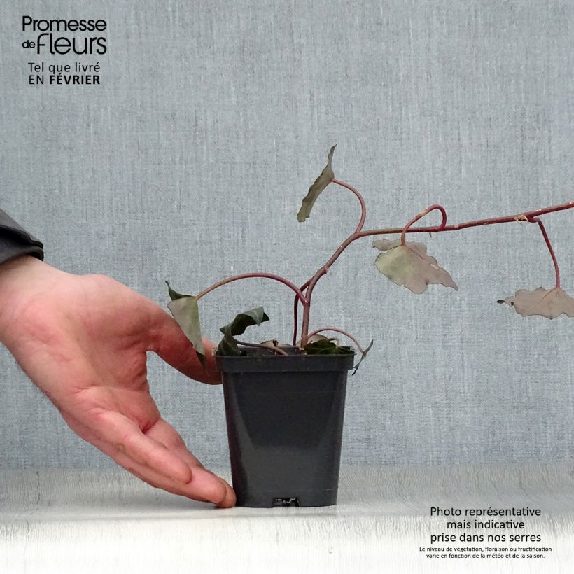 Spécimen de Lierre d'Irlande - Hedera hibernica Godet de 8/9 cm tel que livré en hiver