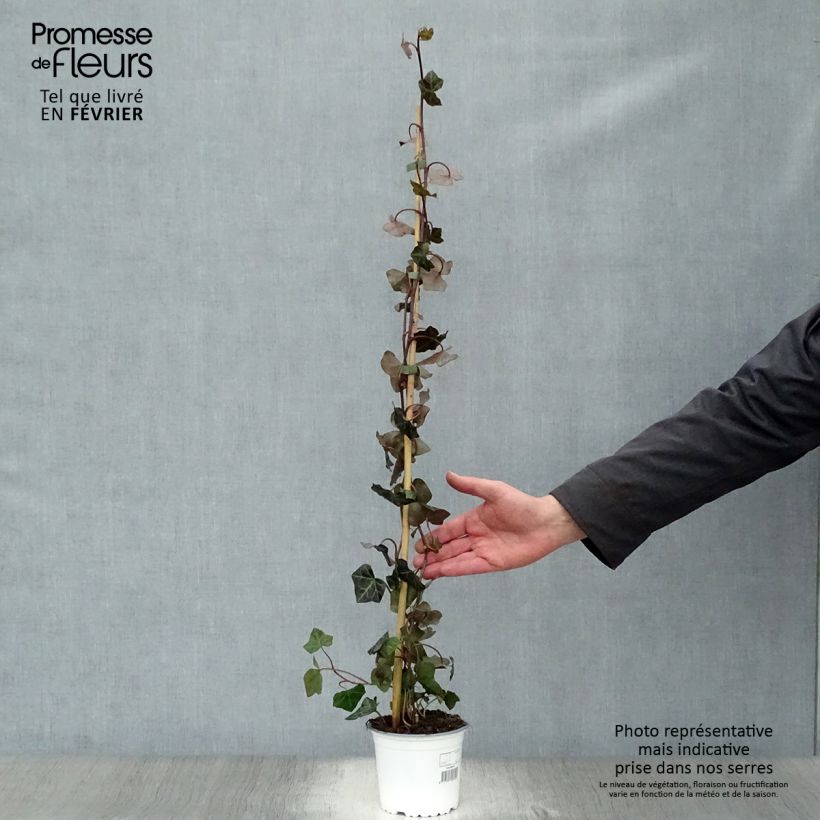 Spécimen de Lierre d'Irlande - Hedera hibernica Pot de 1L/1,5L tel que livré en hiver