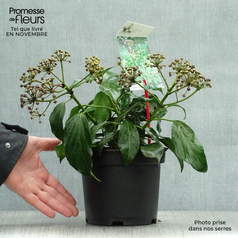 Spécimen de Lierre de Colchide - Hedera colchica Arborescens (Fall Favorite) Pot de 2L/3L tel que livré en automne