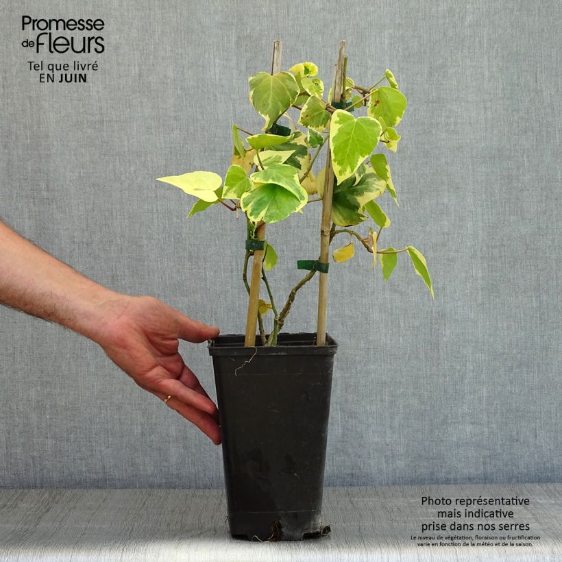 Spécimen de Lierre de Colchide - Hedera colchica Dentata Variegata Pot de 2L/3L tel que livré au printemps