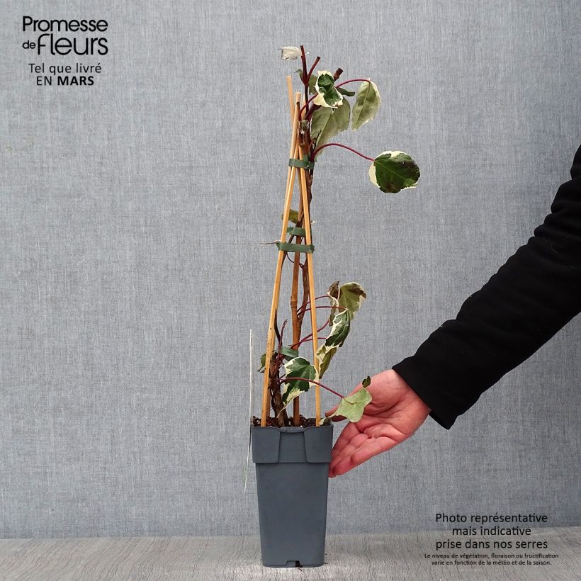 Spécimen de Lierre de Colchide - Hedera colchica Dentata Variegata Pot de 1L/1,5L tel que livré en hiver