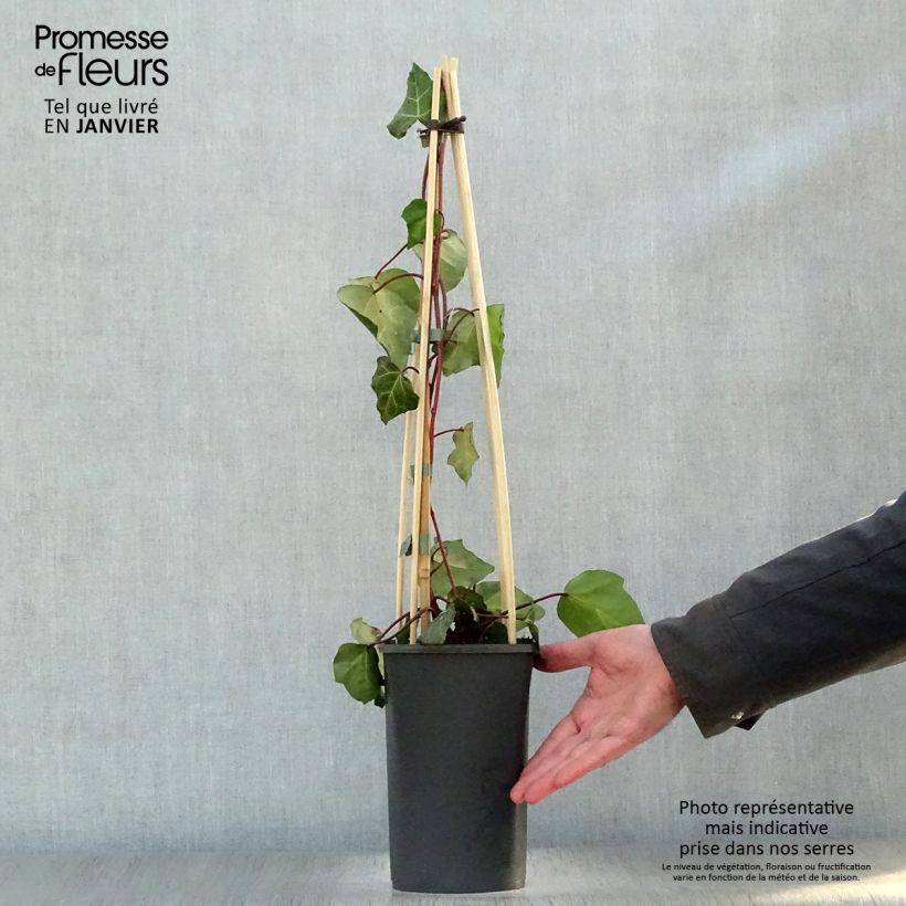 Spécimen de Lierre de Colchide - Hedera colchica Sulphur Heart Pot de 1,5L/2L tel que livré en hiver