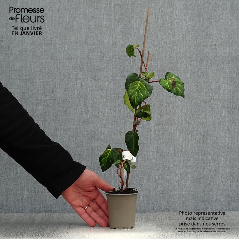 Spécimen de Lierre de Colchide - Hedera colchica Sulphur Heart Godet de 8/9 cm tel que livré en hiver