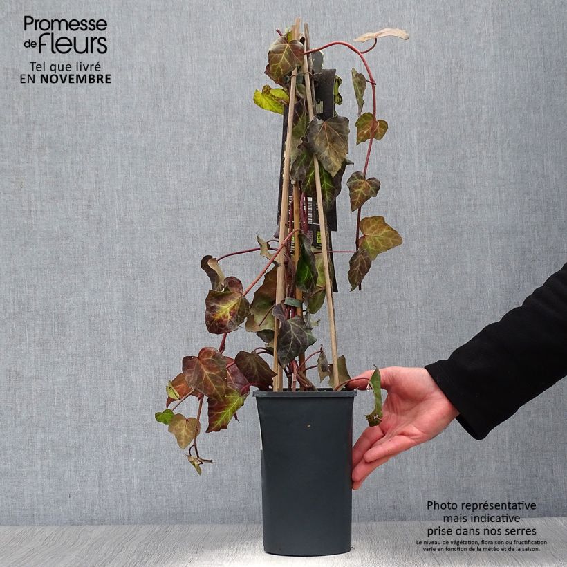 Spécimen de Lierre de Colchide - Hedera colchica Sulphur Heart Pot de 1,5L/2L tel que livré en automne
