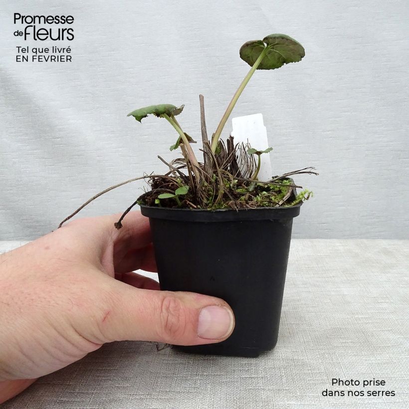 Spécimen de Ligulaire - Ligularia Gregynog Gold Godet de 8/9 cm tel que livré en hiver