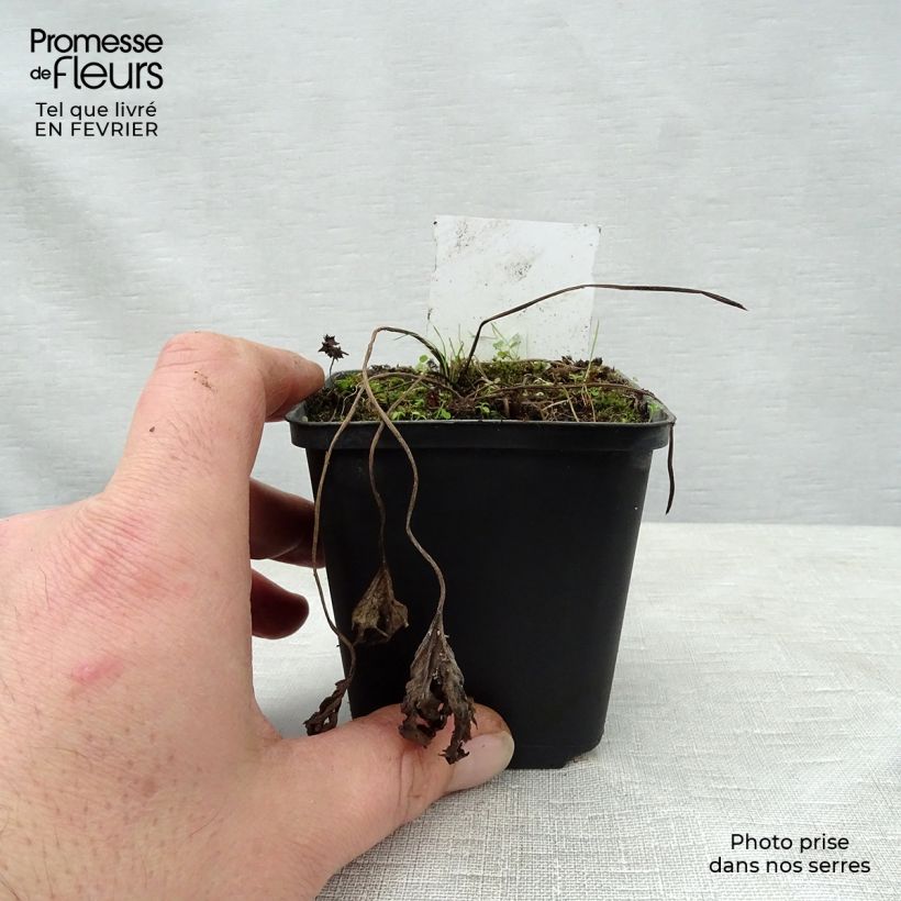 Spécimen de Ligulaire - Ligularia Osiris Cafe Noir Godet de 8/9 cm tel que livré en hiver