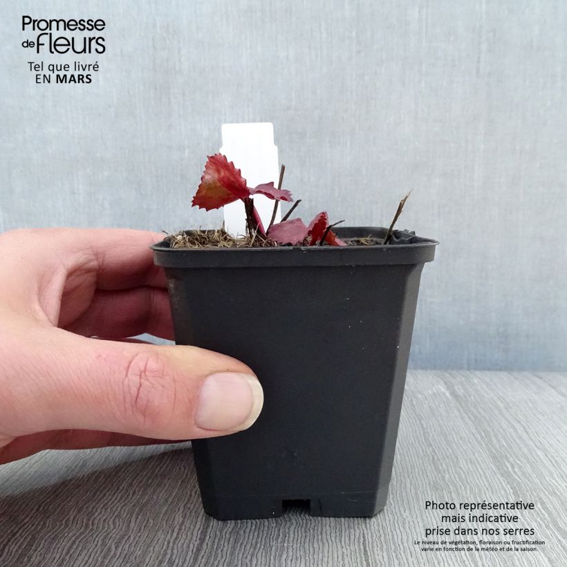 Ligularia dentata Desdemona Maceta de 8/9 cm Ejemplar entregado en la primavera