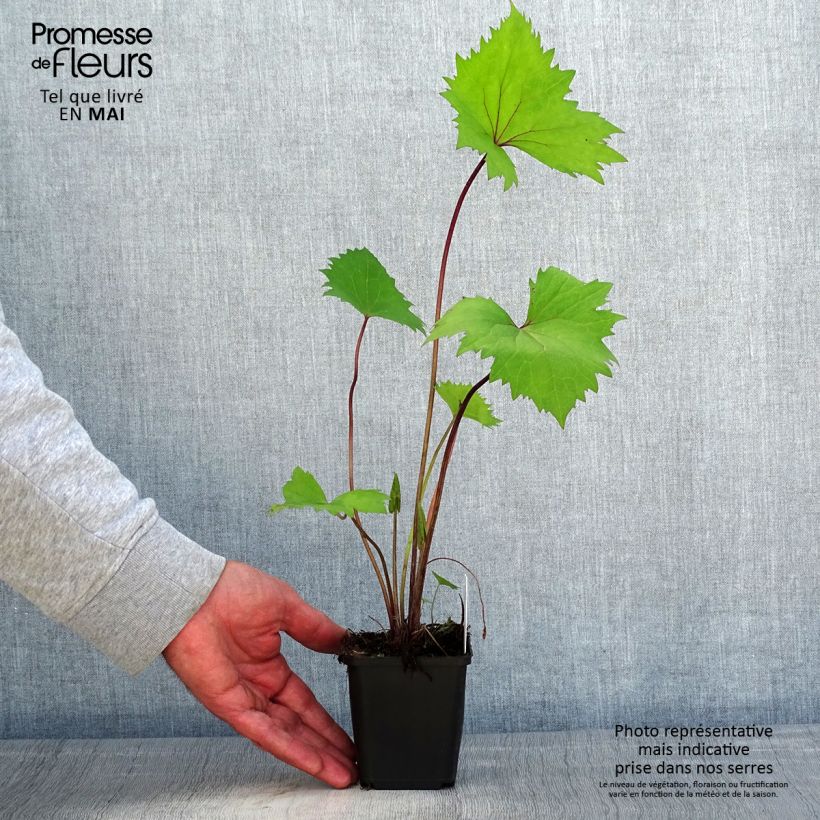Spécimen de Ligulaire - Ligularia stenocephala Little Rocket Godet de 8/9 cm tel que livré au printemps