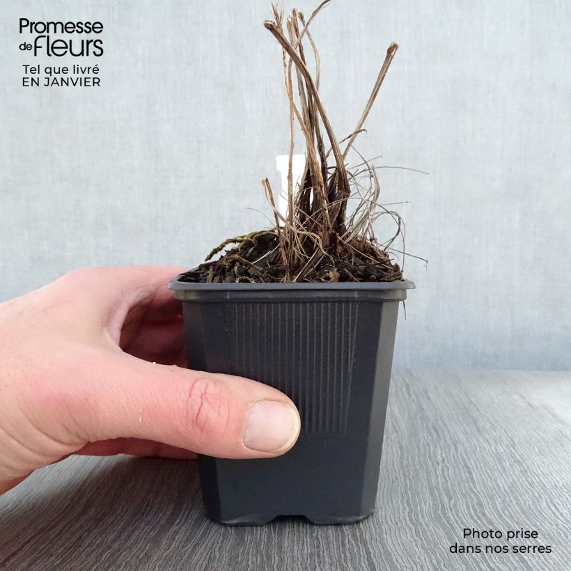 Spécimen de Ligulaire - Ligularia stenocephala The Rocket Godet de 8/9 cm tel que livré en hiver