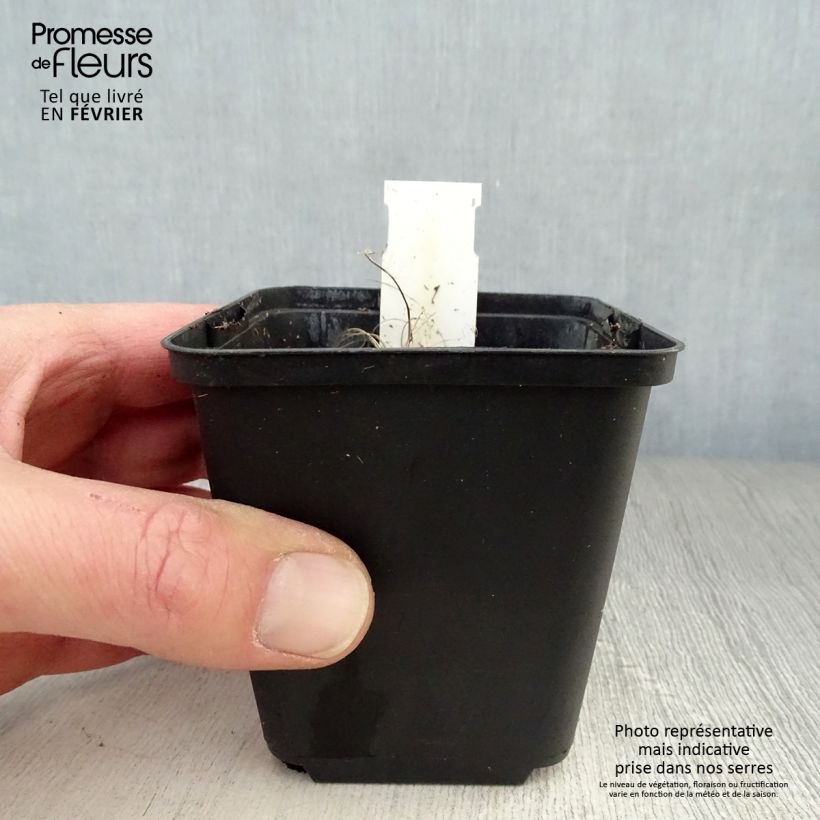 Spécimen de Ligulaire hessei Lanternchern - Ligularia x hessei Lanternchen Godet de 8/9 cm tel que livré en hiver