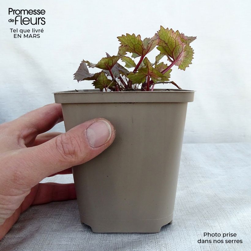 Spécimen de Ligulaire hessei Lanternchern - Ligularia x hessei Lanternchen Godet de 8/9 cm tel que livré au printemps