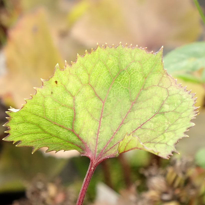 Ligulaire hessei Lanternchern - Ligularia x hessei Lanternchen (Feuillage)