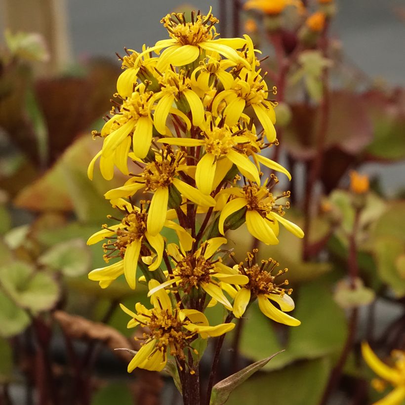 Ligulaire hessei Lanternchern - Ligularia x hessei Lanternchen (Floraison)