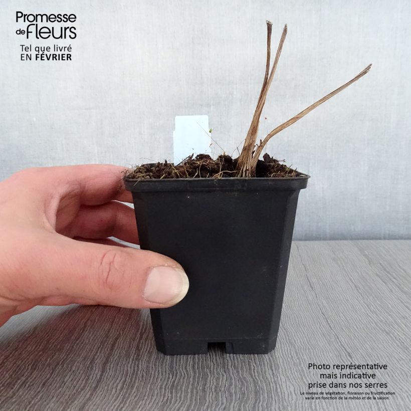 Spécimen de Ligulaire hessei - Ligularia hessei Godet de 8/9 cm tel que livré en hiver