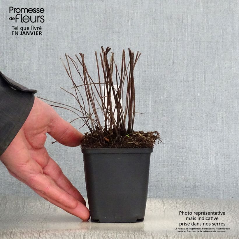 Spécimen de Ligularia Osiris Fantaisie - Ligulaire hybride. Godet de 8/9 cm tel que livré en hiver