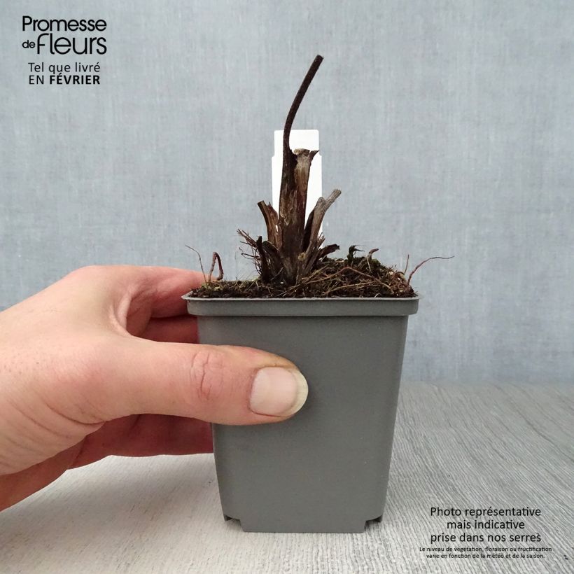 Spécimen de Ligularia dentata Britt-Marie Crawford - Ligulaire Godet de 8/9 cm tel que livré en hiver