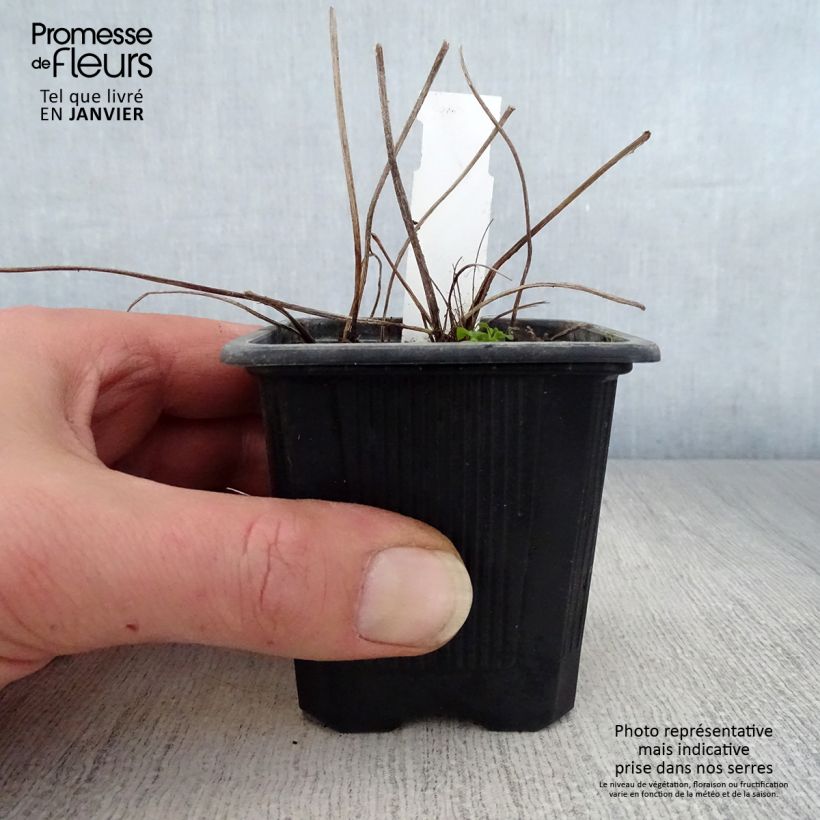 Spécimen de Ligularia dentata - Ligulaire dentée Godet de 8/9 cm tel que livré en hiver
