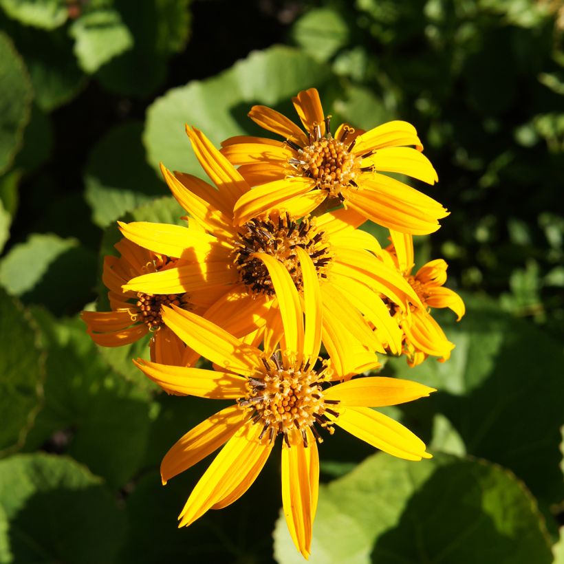 Ligularia dentata Othello - Ligulaire (Floraison)