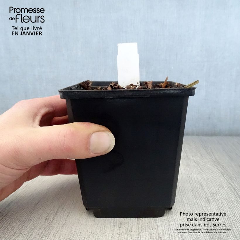 Spécimen de Ligularia dentata Pandora® - Ligulaire naine. Godet de 8/9 cm tel que livré en hiver