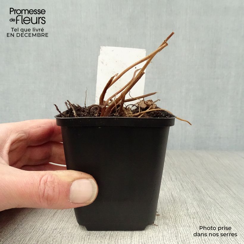 Spécimen de Ligulaire - Ligularia przewalskii Godet de 8/9 cm tel que livré en hiver