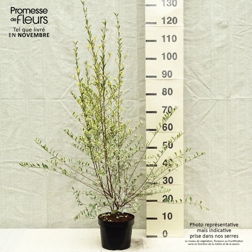 Spécimen de Ligustrum ibota Musli - Troène Pot de 3L/4L tel que livré en automne