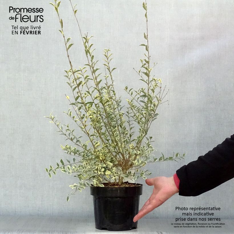 Spécimen de Ligustrum ibota Musli - Troène Pot de 3L/4L tel que livré en hiver