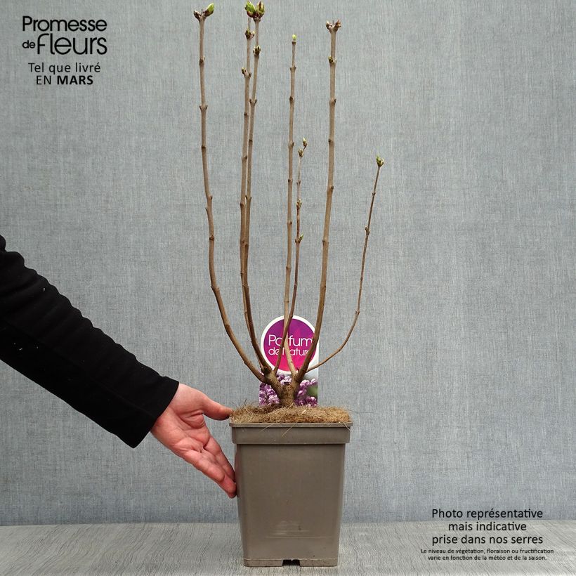 Spécimen de Lilas Sensation - Syringa vulgaris Pot de 3L/4L, 3/4 branches tel que livré en hiver