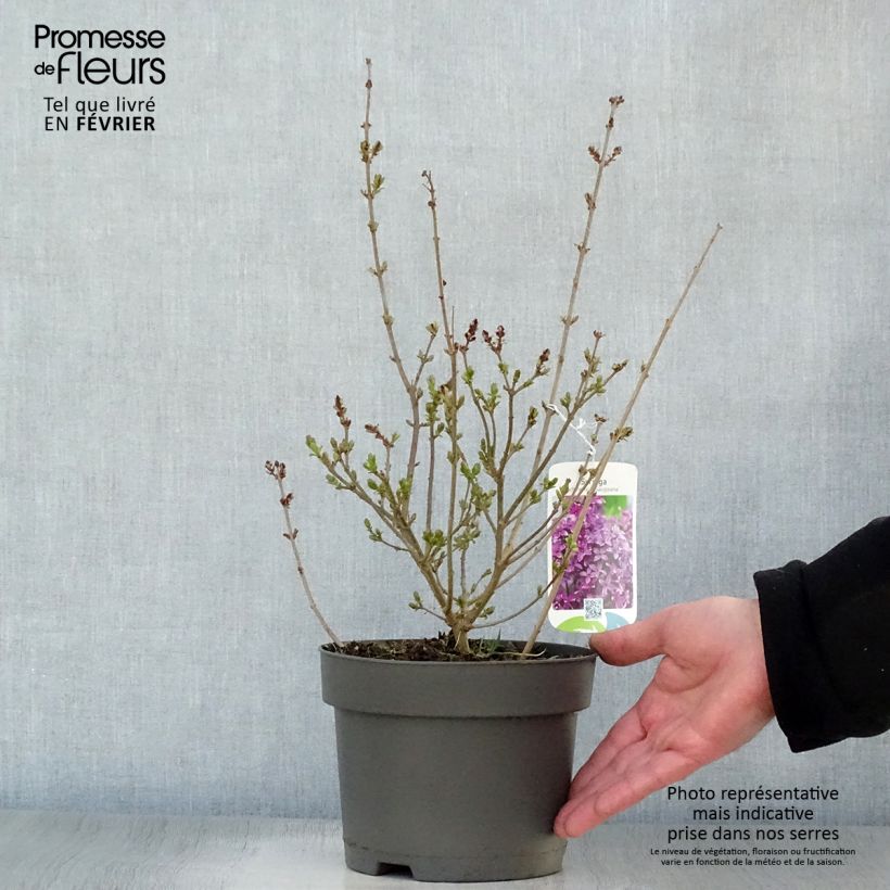 Spécimen de Lilas - Syringa chinensis Saugeana Pot de 2L/3L tel que livré en hiver