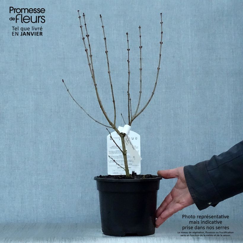 Spécimen de Lilas - Syringa meyeri Palibin Pot de 2L/3L tel que livré en hiver
