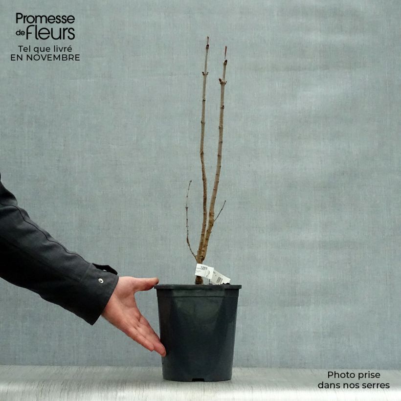 Spécimen de Lilas - Syringa vulgaris Belle de Moscou Pot de 4L/5L tel que livré en automne