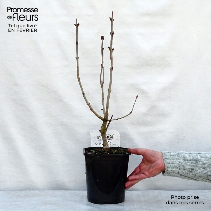 Spécimen de Lilas - Syringa vulgaris Belle de Nancy Pot de 3L/4L tel que livré en hiver