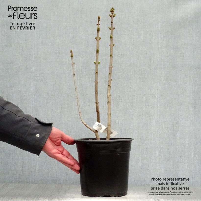 Spécimen de Lilas - Syringa vulgaris Capitaine Baltet Pot de 4L/5L tel que livré en hiver