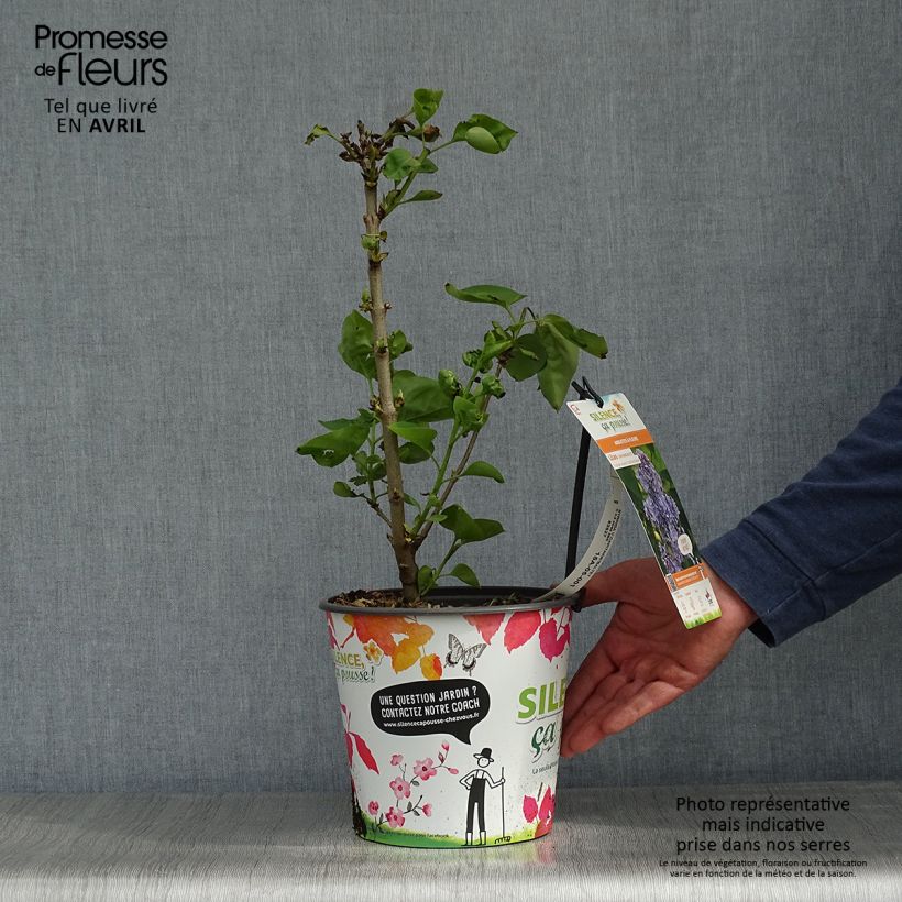 Exemplar von Edelflieder Capitaine Baltet - Syringa vulgaris Topf mit 4L/5L wie im Frühjahr geliefert