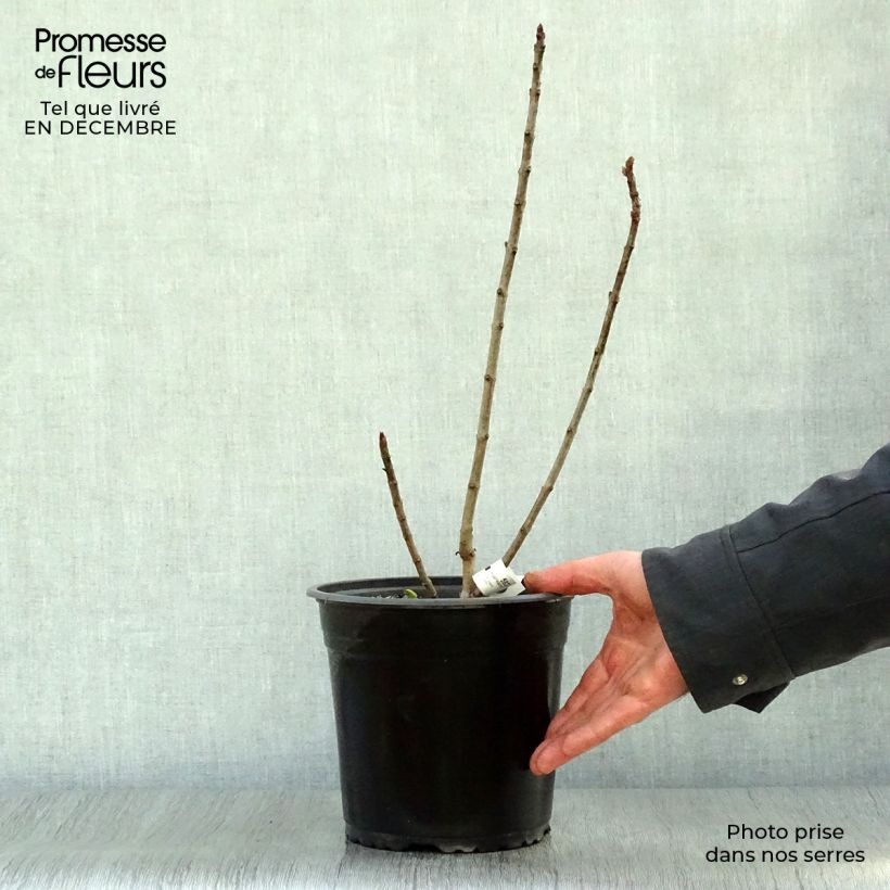 Spécimen de Lilas - Syringa vulgaris Charles Joly Pot de 2L/3L tel que livré en hiver