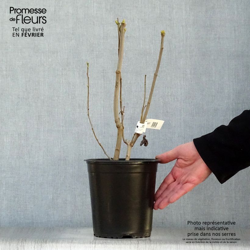 Spécimen de Lilas - Syringa vulgaris Madame Lemoine Pot de 3L/4L tel que livré en hiver