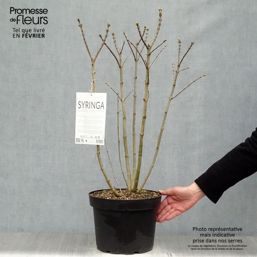 Spécimen de Lilas - Syringa vulgaris Madame Lemoine Pot de 7,5L/10L tel que livré en hiver