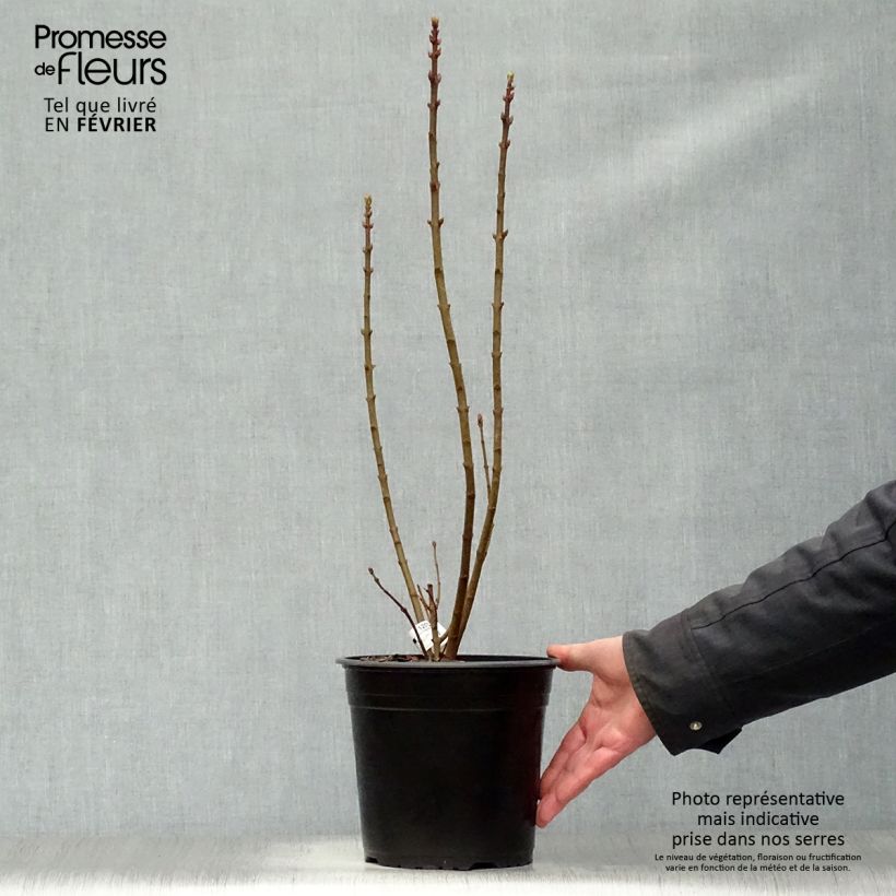 Spécimen de Lilas - Syringa vulgaris Président Grevy Pot de 4L/5L, 3/4 branches tel que livré en hiver