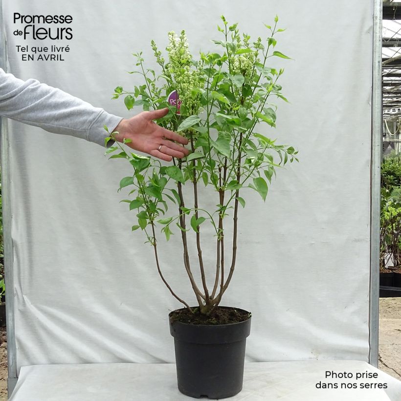 Spécimen de Lilas - Syringa vulgaris Primrose Pot de 4L/5L tel que livré au printemps