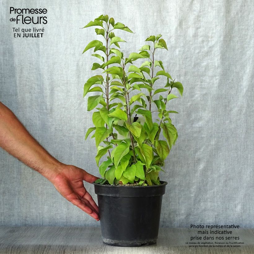 Spécimen de Lilas - Syringa vulgaris Prince Wolkonsky Pot de 3L/4L tel que livré en été