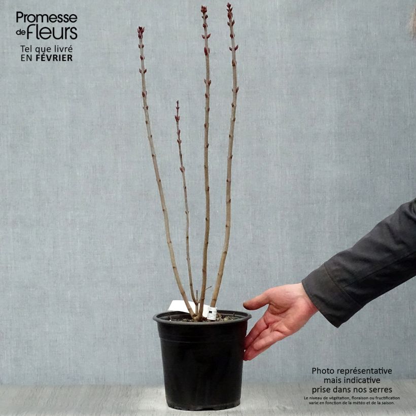 Spécimen de Lilas - Syringa vulgaris Prince Wolkonsky Pot de 3L/4L tel que livré en hiver