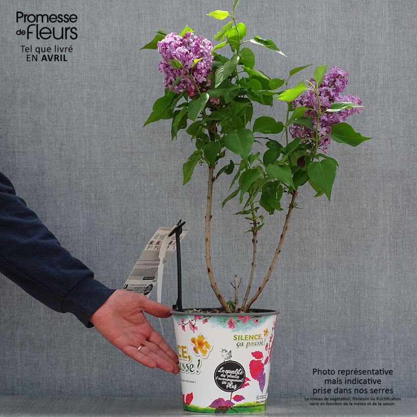 Spécimen de Lilas - Syringa vulgaris Princesse Sturdza Pot de 4L/5L tel que livré au printemps