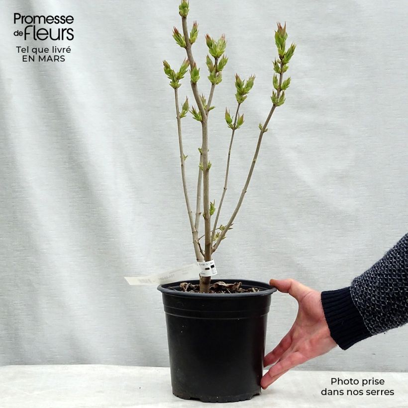 Spécimen de Lilas - Syringa vulgaris Zhemchuzhina Pot de 4L/5L, 3/4 branches tel que livré en hiver