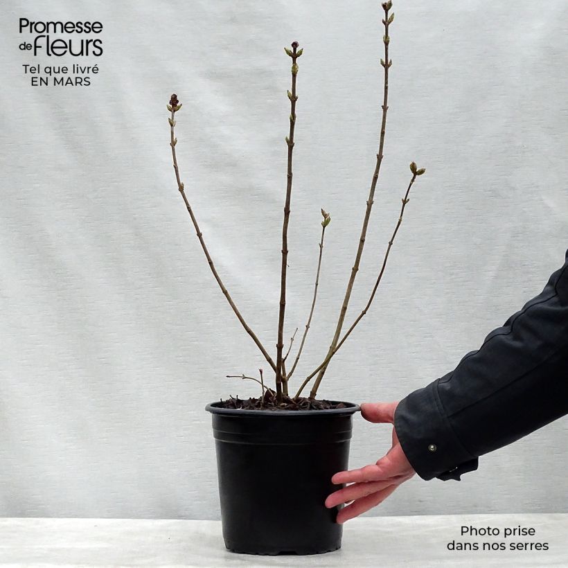 Syringa hyacinthiflora Maiden's Blush - Lillà Vaso da 4L/5L, A cespuglio esemplare consegnato in primavera